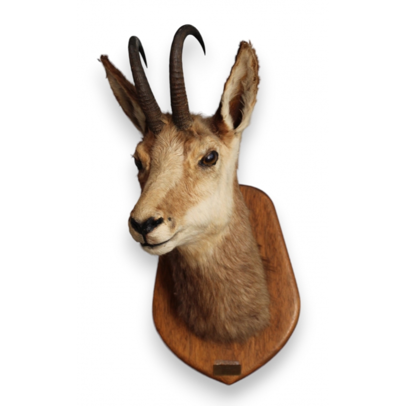 Chamois Head Hunting Trophy
