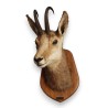 Chamois Head Hunting Trophy