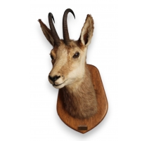 Trophée de chasse Tête de chamois