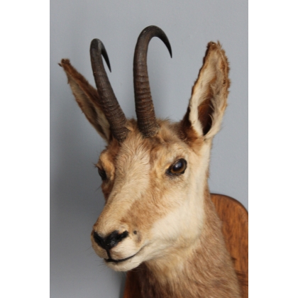 Chamois Head Hunting Trophy