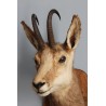 Chamois Head Hunting Trophy