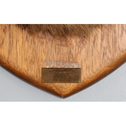 Chamois Head Hunting Trophy