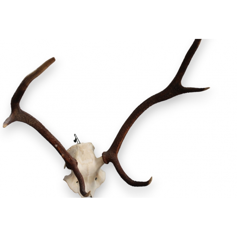 Hunting Trophy: Deer Slaughter