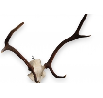Trophée de chasse Massacre de cerf