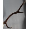 Hunting Trophy: Deer Slaughter