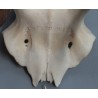 Hunting Trophy: Deer Slaughter