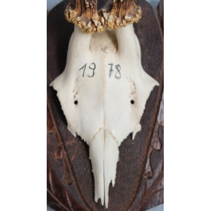 Hunting Trophy: Deer Slaughter