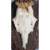 Hunting Trophy: Deer Slaughter