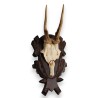 Hunting Trophy: Deer Slaughter