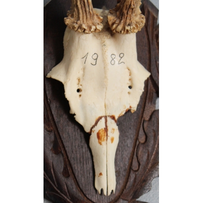 Hunting Trophy: Deer Slaughter