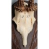 Hunting Trophy: Deer Slaughter