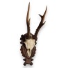 Hunting Trophy: Deer Slaughter