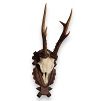 Trophée de chasse Massacre de chevreuil