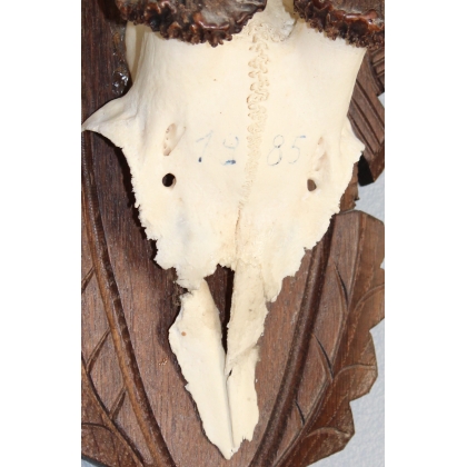 Hunting Trophy: Deer Slaughter