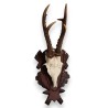 Hunting Trophy: Deer Slaughter