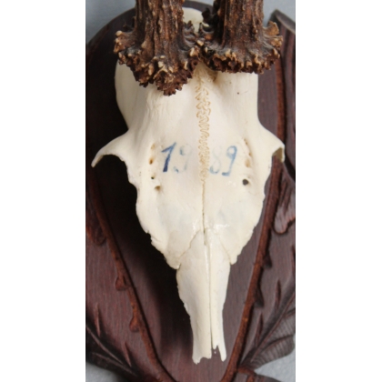 Hunting Trophy: Deer Slaughter