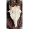 Hunting Trophy: Deer Slaughter