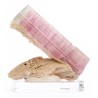Tourmaline rose \"Famous Bubble-gum color\"
