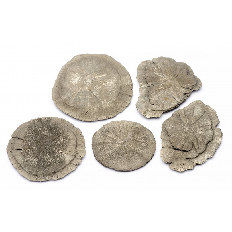 Lot de cinq pyrites Dollar