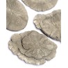Lot de cinq pyrites Dollar