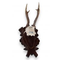 Trophée de chasse Massacre de chevreuil