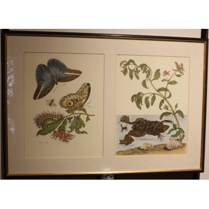 Framed double engraving featuring butterflies and a frog