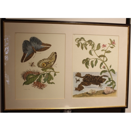 Framed double engraving featuring butterflies and a frog