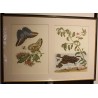 Framed double engraving featuring butterflies and a frog