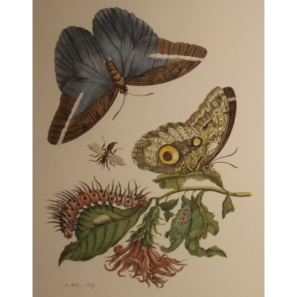 Framed double engraving featuring butterflies and a frog