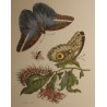 Framed double engraving featuring butterflies and a frog