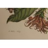 Framed double engraving featuring butterflies and a frog
