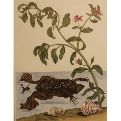 Framed double engraving featuring butterflies and a frog
