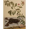 Framed double engraving featuring butterflies and a frog