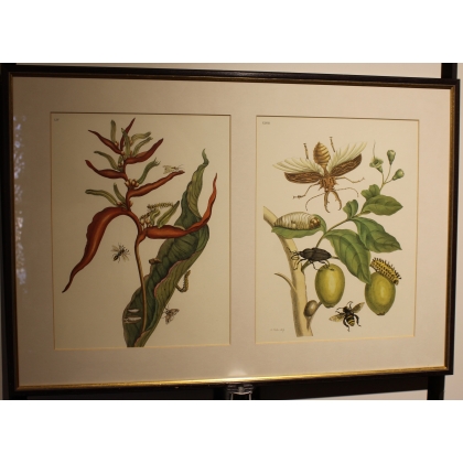 Framed double engraving of a wasp and a beetle