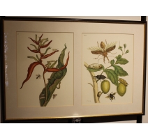 Double gravure encadrée guépe et coléoptère
