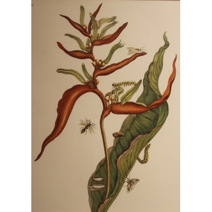 Double gravure encadrée guépe et coléoptère