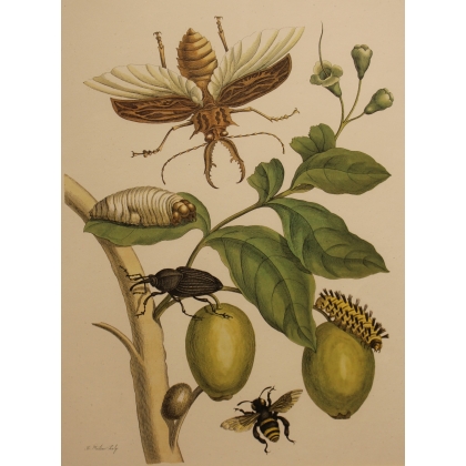 Double gravure encadrée guépe et coléoptère