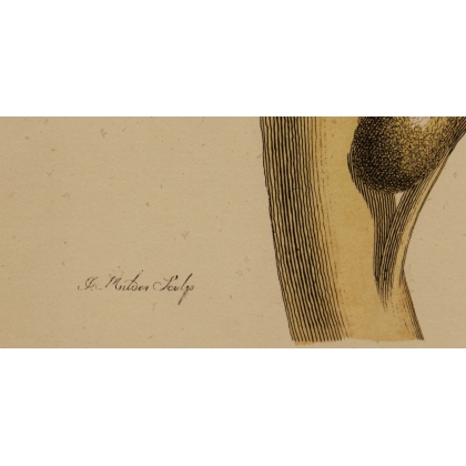 Double gravure encadrée guépe et coléoptère