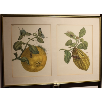Framed double engraving of a butterfly and a longhorn beetle