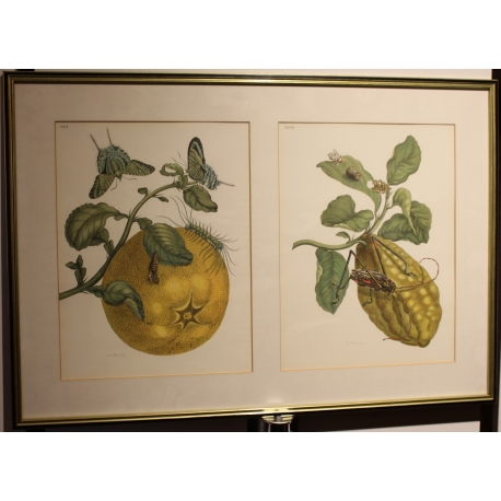 Framed double engraving of a butterfly and a longhorn beetle