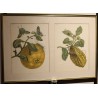Framed double engraving of a butterfly and a longhorn beetle