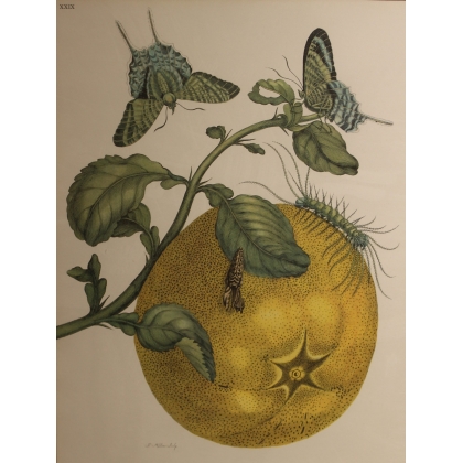 Framed double engraving of a butterfly and a longhorn beetle