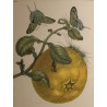 Framed double engraving of a butterfly and a longhorn beetle