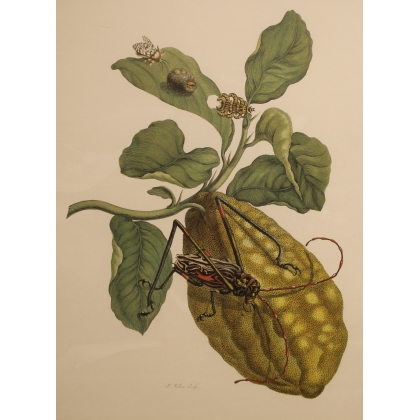 Framed double engraving of a butterfly and a longhorn beetle