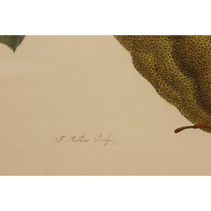 Framed double engraving of a butterfly and a longhorn beetle