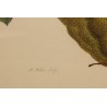 Framed double engraving of a butterfly and a longhorn beetle