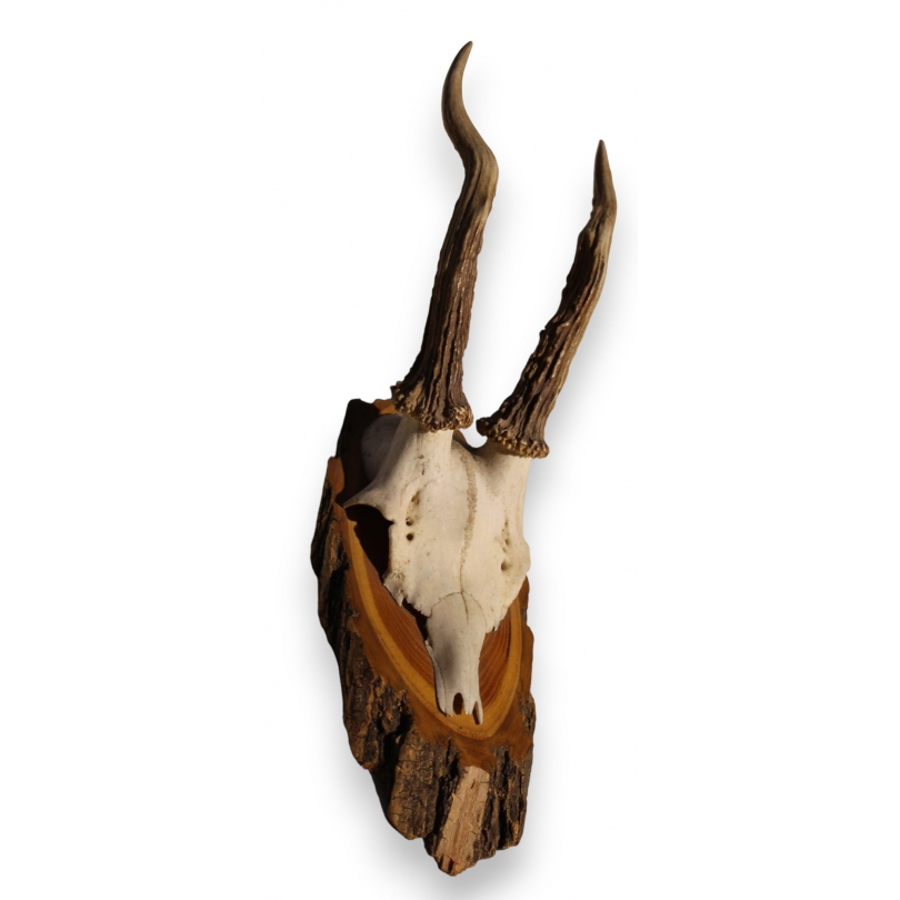 "Deer Massacre" hunting trophy