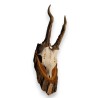 "Deer Massacre" hunting trophy