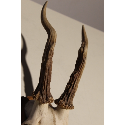 "Deer Massacre" hunting trophy