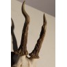 "Deer Massacre" hunting trophy